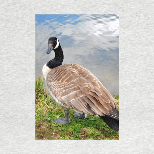 Canada Goose Canadian Geese Wild Bird by AndyEvansPhotos